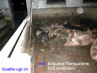 tierschutz