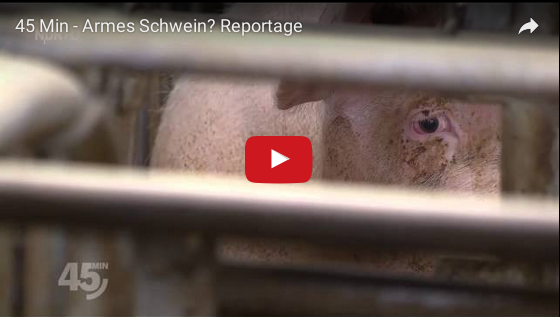 armes schwein