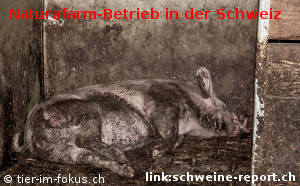 tierschutz