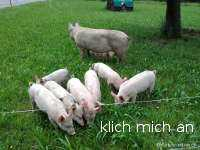 schwein